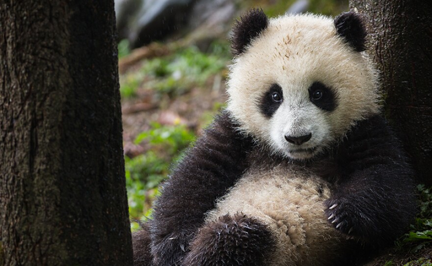 Giant Panda cub resting between two trees. Pandas were once on the brink of extinction, but thanks to conservation efforts over the last six decades, the wild population has nearly doubled to more than 1,800 bears.