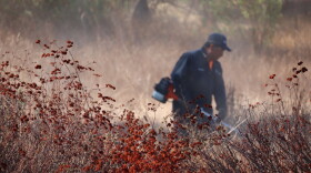 A worker clears brush in Mission Trails Regional Park on Wednesday, Sept. 23, 2026.
