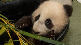 San Diego Zoo's giant panda cub Xiao Liwu