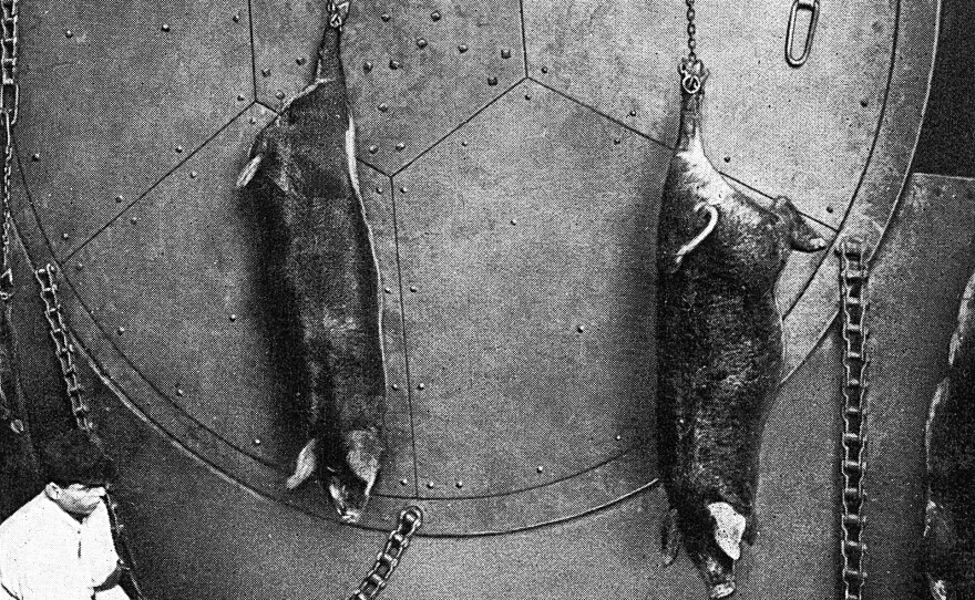 As part of the spectacle of the packinghouses, a worker shackled the leg of a hog onto a revolving wheel known as a Hurford Wheel. The animal was then lifted into the air to begin the slaughtering process.