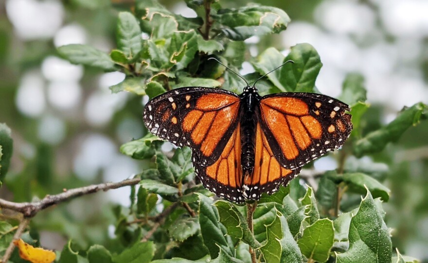 A monarch butterfly perches on a branch at the Butterfly Farms in Encinitas, Jan. 13, 2022.