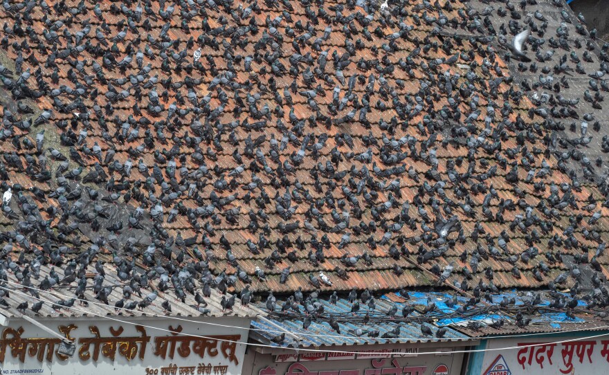 Designated pigeon feeding spots in Mumbai were covered with large plastic sheets as part of a court ban.