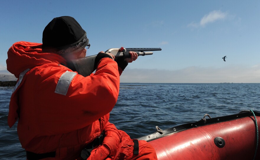Causey fires at a cormorant from a U.S. Fish and Wildlife Service research boat. He collects the shot birds for research — to examine the changing diet of the top of this region's food chain.