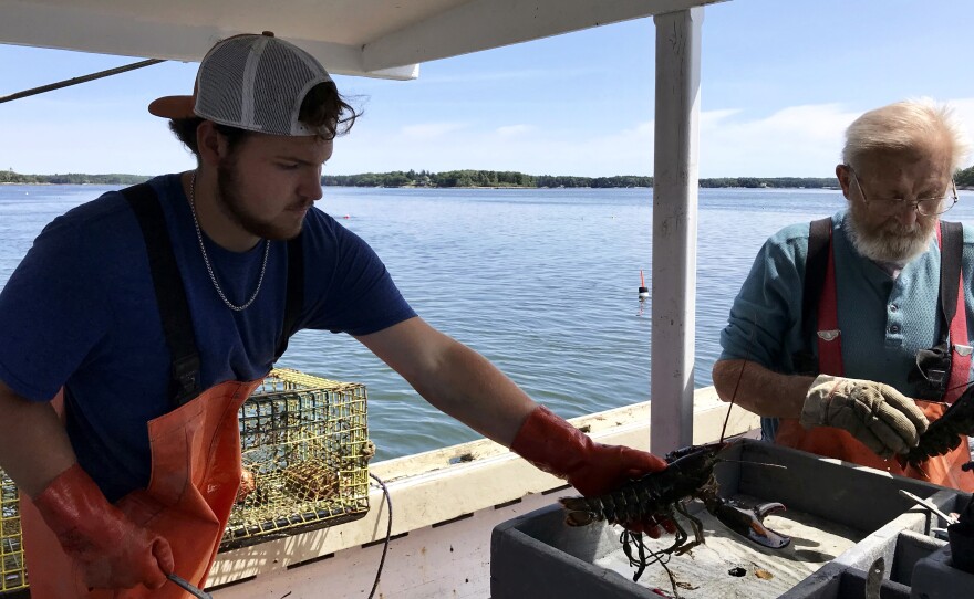 Nick Prior adds a keeper to the box for his grandfather Verge to band its claws. Nick hopes to continue the family tradition but isn't sure lobstering is sustainable as a career.