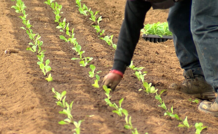 A worker is shown planting lettuce at Rodriguez Family Farms on January 10, 2024.