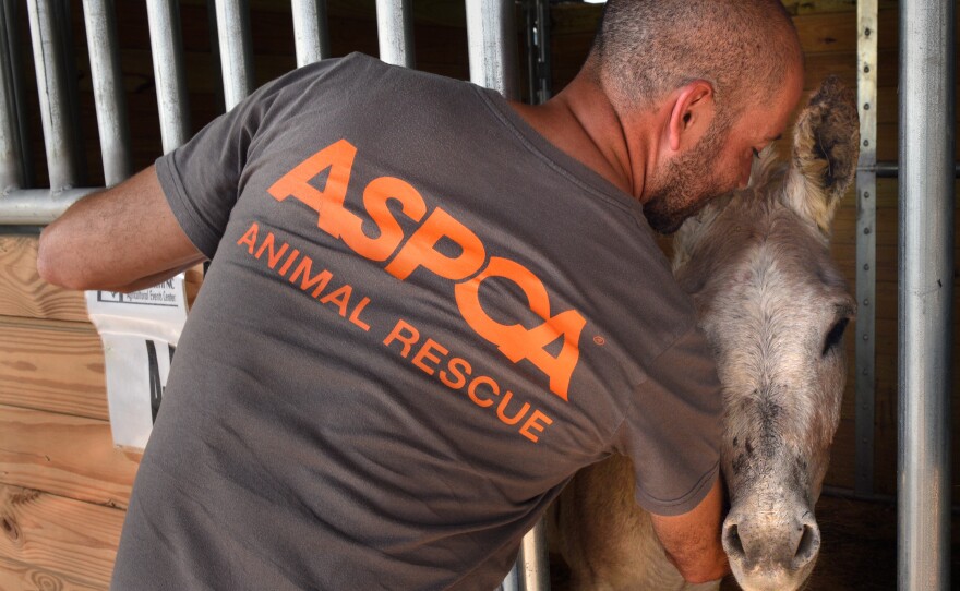 Some of the animals rescued by the ASPCA are kept at a staging area at a fairgrounds in Lumberton, N.C.