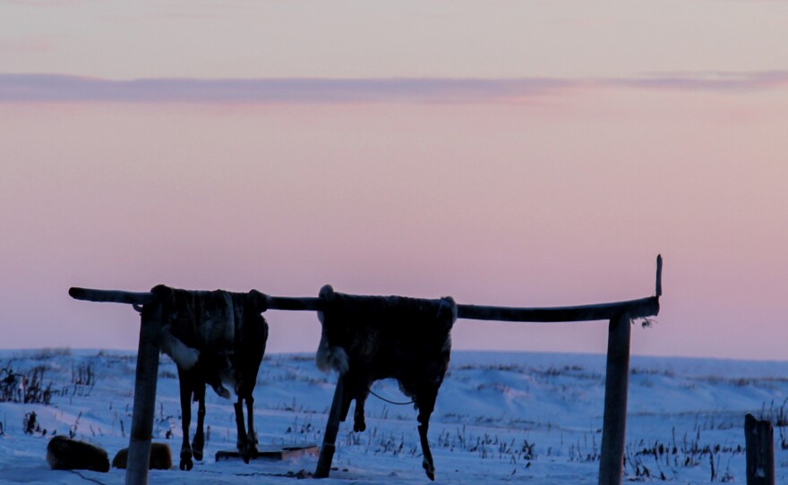 Caribou hides hang behind a home in Shishmaref. The community relies on subsistence hunting, including both terrestrial and marine mammals, alongside birds, fish and wild vegetation.