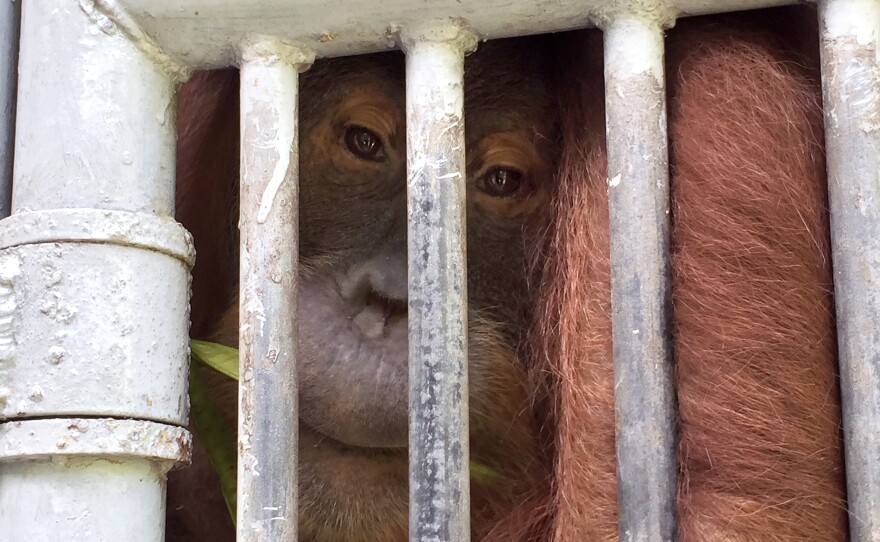 An adult orangutan in a cage at the Sumatran Orangutan Conservation Program. It's one of four that remain at the program, either because they are disabled or because they pose a risk to people and animals outside the program.