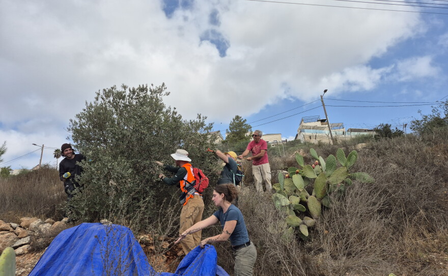Activists and rabbis from the United States and Israel help Palestinians harvest olives in Nahalin, near the Israeli settlement of Beitar Illit, in the occupied West Bank.