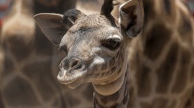 A female Masai giraffe born at the San Diego Zoo is pictured, May 19, 2015.