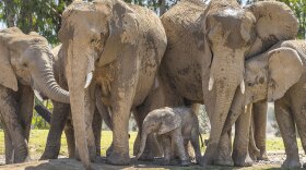 New elephant calf Zuli with the rest of the elephant herd at the San Diego Zoo Safari Park in this undated photo. 