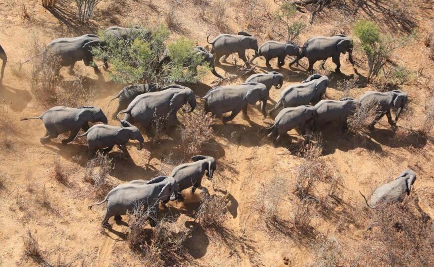 The Great Elephant Census shows that savanna elephant populations in 18 countries declined by 30 percent. Most of the animals counted were in protected areas.