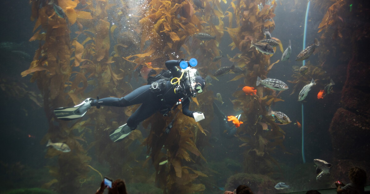 As oceans warm, kelp forests face decline