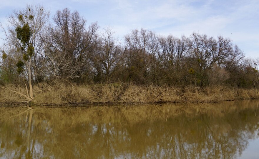 The height of floodwater on the Feather River is still visible through a line of mud on riverbank trees.