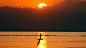 Pelicans fly over the Salton Sea at sunrise on July 7, 2011 in Salton City, California. 