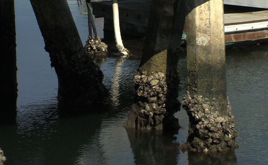 oyster_piling.jpg