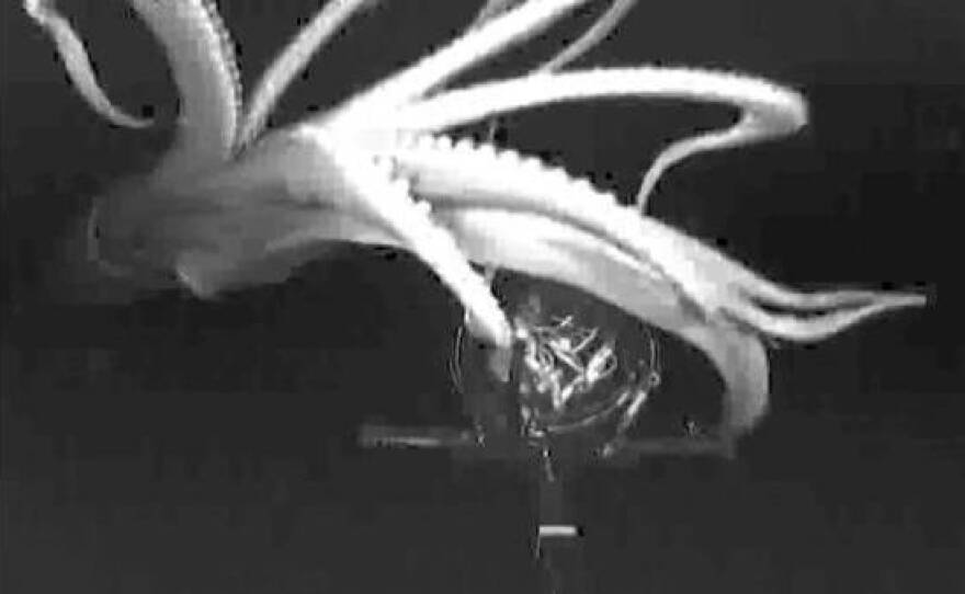 A giant squid is attracted to the "e-jellyfish," a bioluminescent lure invented by marine biologist Edie Widder.