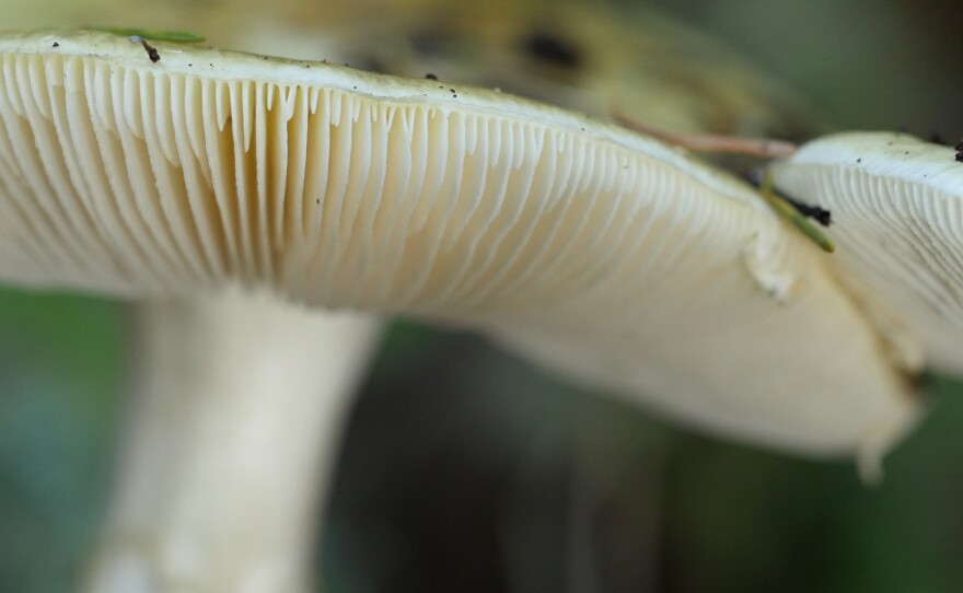 Death cap mushrooms have gills from which they launch spores in order to reproduce.