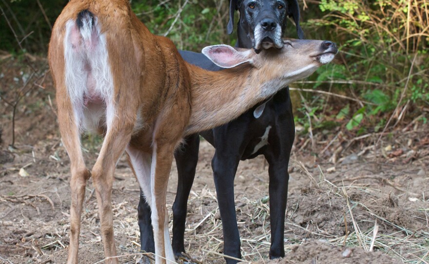 Pip (doe) often visits Kate, her surrogate Great Dane mother.