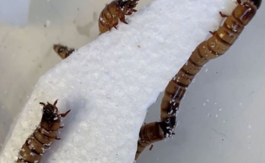 Scientists hope the larvae of the darkling beetle — nicknamed "superworms" — might solve the world's trash crisis thanks to their uncanny ability to eat polystyrene.