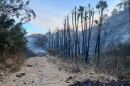 Palm trees burned by the Fairmount Fire are shown on Oct. 31, 2024.