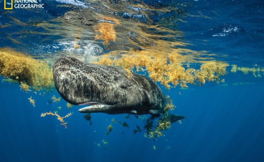 A sperm whale calf that scientists named Hope rests in a sargassum patch. It has been suckling from an adult called Canopener, but that doesn't necessarily mean she's Hope's mother. Each sperm whale social unit may nurse differently. In some, aunts or grandmothers also provide milk to offspring. Or a single female may nurse two calves at once, even if neither is hers.