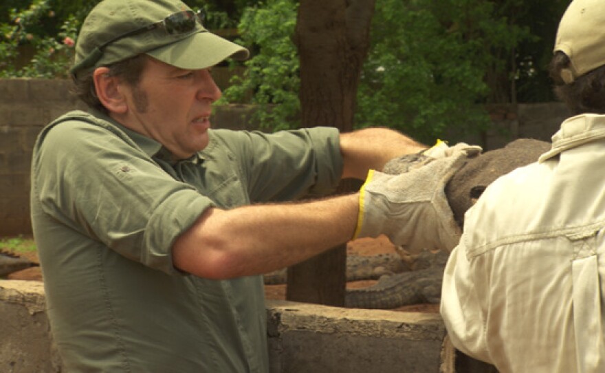 Presenter Mark Evans transporting crocodile just before accident.