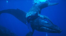 This film follows the first year of a humpback whale’s life as she learns the lessons of humpback society from her mother. Pictured: Mother and calf humpback whales off Maui.