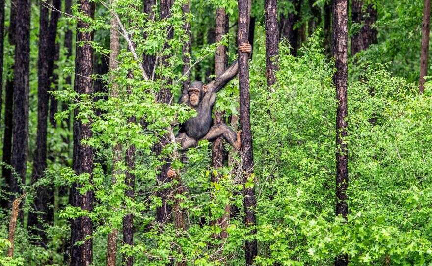 A chimpanzee climbs a tree at Chimp Haven in Louisiana.
