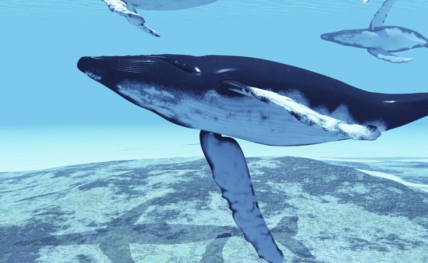 The sounds of the humpback whale change between seasons, years and populations.
