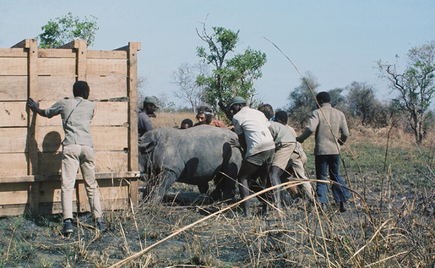 Sudan’s capture in 1975 from the Shambe game reserve of South Sudan.
