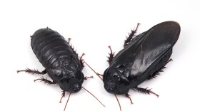 A new paper in the journal Royal Society Open Science describes evidence that the wood-feeding cockroach Salganea taiwanensis may engage in a behavior known as pair bonding.