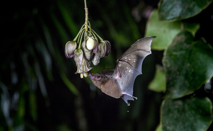 The flowers of the ‘7-hour flower’, Merinthopodium neuranthom, are pollinated by Underwood's Long-tongued Bat