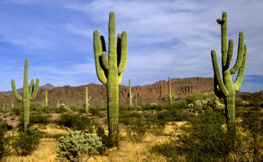 Saguaro cactus, desert landscape, from the film "Sacred Earth."