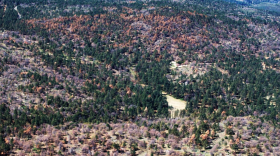 This aerial view shows Jeffrey pine and oak mortality in the Cleveland National Forest in San Diego County, April 2015. 