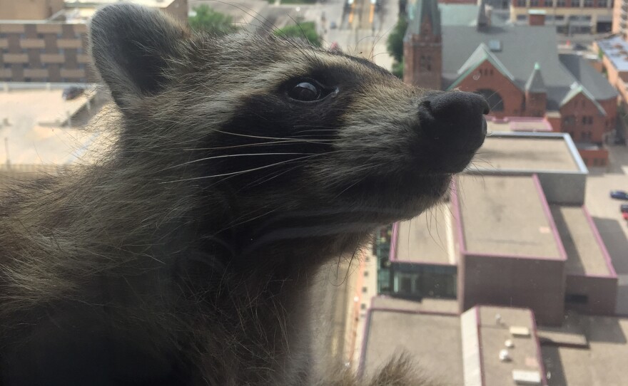 With the Minnesota State Capitol in the background, a wily raccoon scampered on ledges more than 20 stories high this week.