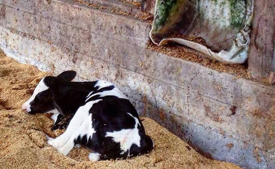 Most of the milk sold in the US comes from Holstein dairy cows that are born with horns. To protect animals and workers, it's standard practice for farms to remove horns from calves soon after they're born.