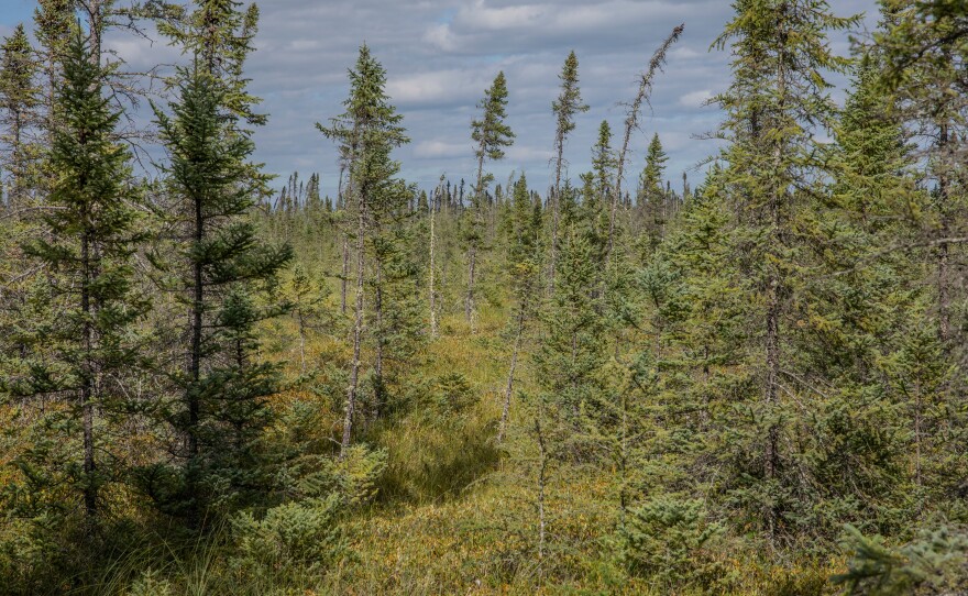 The Red Lake Peatlands have been called Minnesota's last true wilderness. The 500-square-mile Big Bog State Recreation Area is the largest in the lower 48 states. The bog has long been a source of medicinal plants to the land's original inhabitants, the Ojibwe. The bog's ecosystem benefits from periodic fires, but uncontrolled fires can be devastating to the bog's animals and nearby humans.