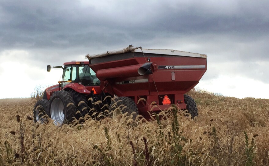 A combine harvests corn on Lucas Criswell's farm in Pennsylvania. Criswell says that cutting out neonic-treated seeds hasn't hurt his crop yields.