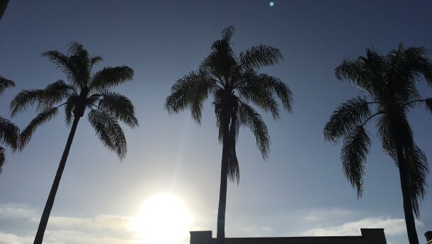 The sun shining through palm trees in San Diego in this undated photo. 