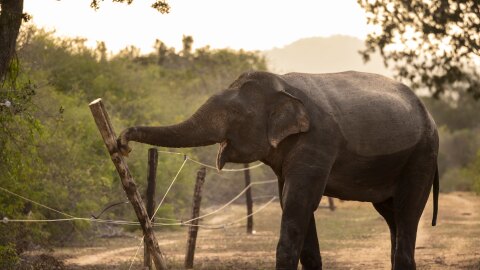 A bull male elephant is seen meticulously dismantling an electric fence inside Yala National Park in Sri Lanka. Elephants are often herded into parks to keep them from eating the crops of farmers, but the pachyderms have figured out how to manipulate the wooden fence poles to lay the wires flat and then step over them.