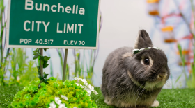 Bunnyfest