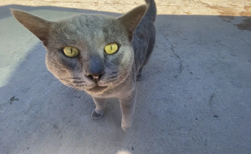 A gray stray cat looks into the camera in Rainbow, Calif. Nov. 15, 2021.