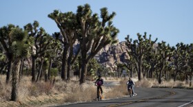 In this Jan. 10, 2019, file photo, two visitors ride their bikes along the road at Joshua Tree National Park in Southern California's Mojave Desert.