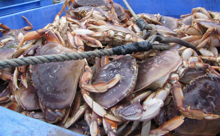 Dungeness crab is unloaded at the Quinault docks in Westport, Wash. About one-fifth of the tribe makes their living in the fishing industry. They're worried about how oil shipping could affect the environment — and their way of life. 