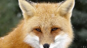 Close up photo of red fox in snow storm, Algonquin Park, Ontario, Canada.