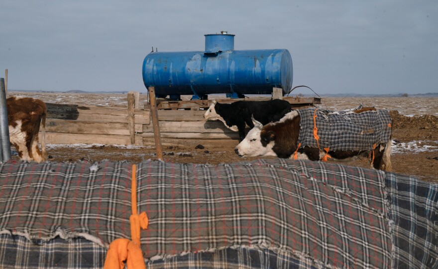 Otgonduu's cows, wrapped in blankets, walk in front of a water storage container on his property. Cows are not naturally suited for the semiarid conditions of the Gobi Desert, but Otgonduu feels he has no choice but to try herding them.