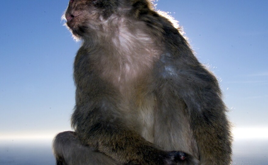 One of the Gibraltarian residents noticeably absent from the dispute: a macaque — one of the 300 that live on the peninsula.