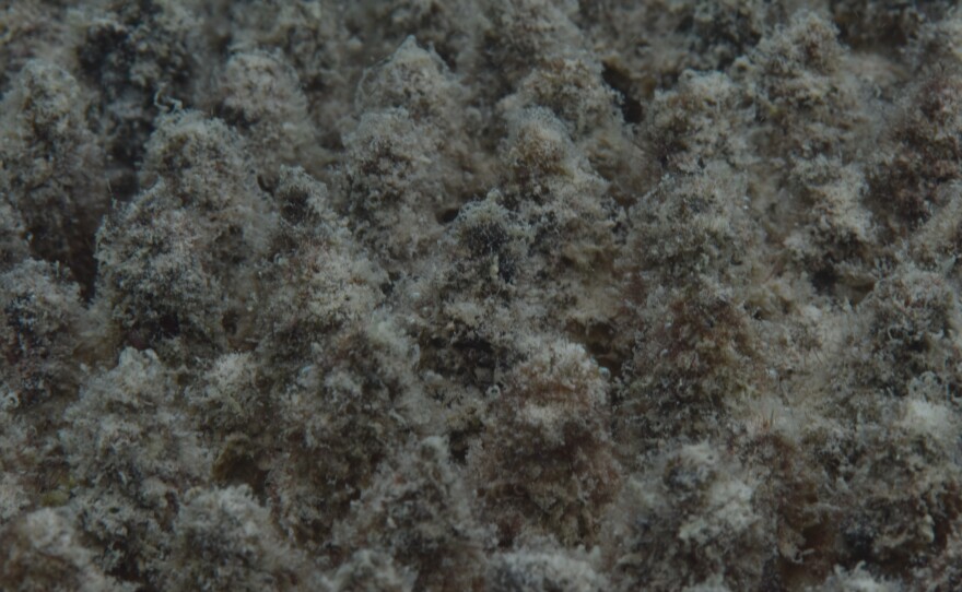 Bleached coral near Lizard Island showing heavy algal overgrowth.