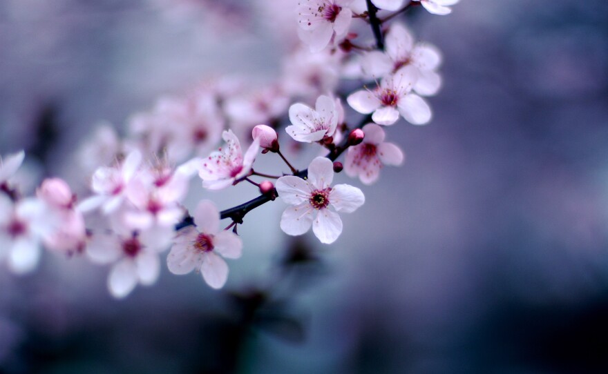 A photo of cherry blossom flowers.